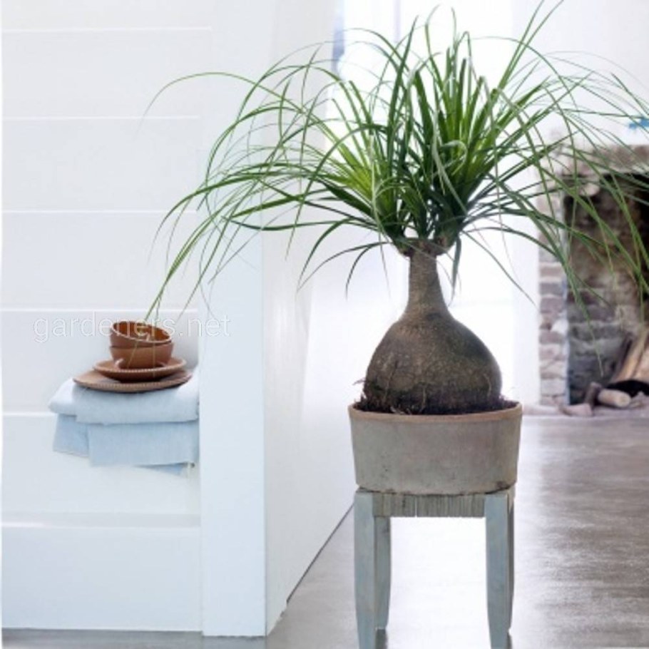 Нолина Бокарнея "Слоновья нога"