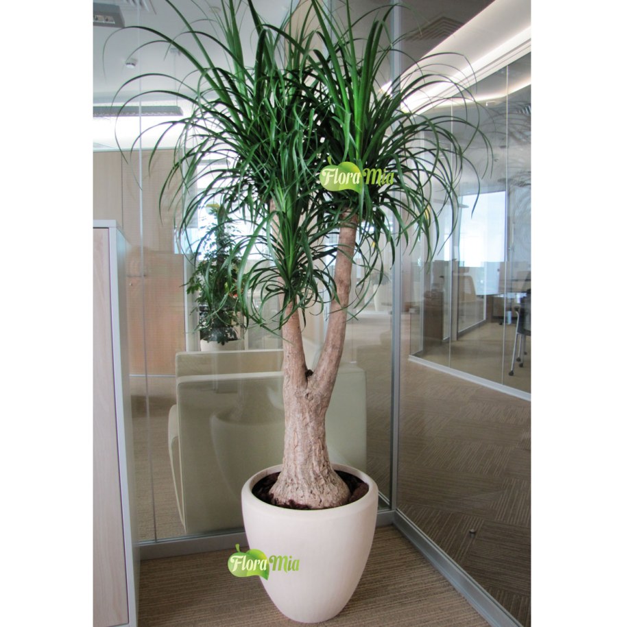 Нолина вариегатная