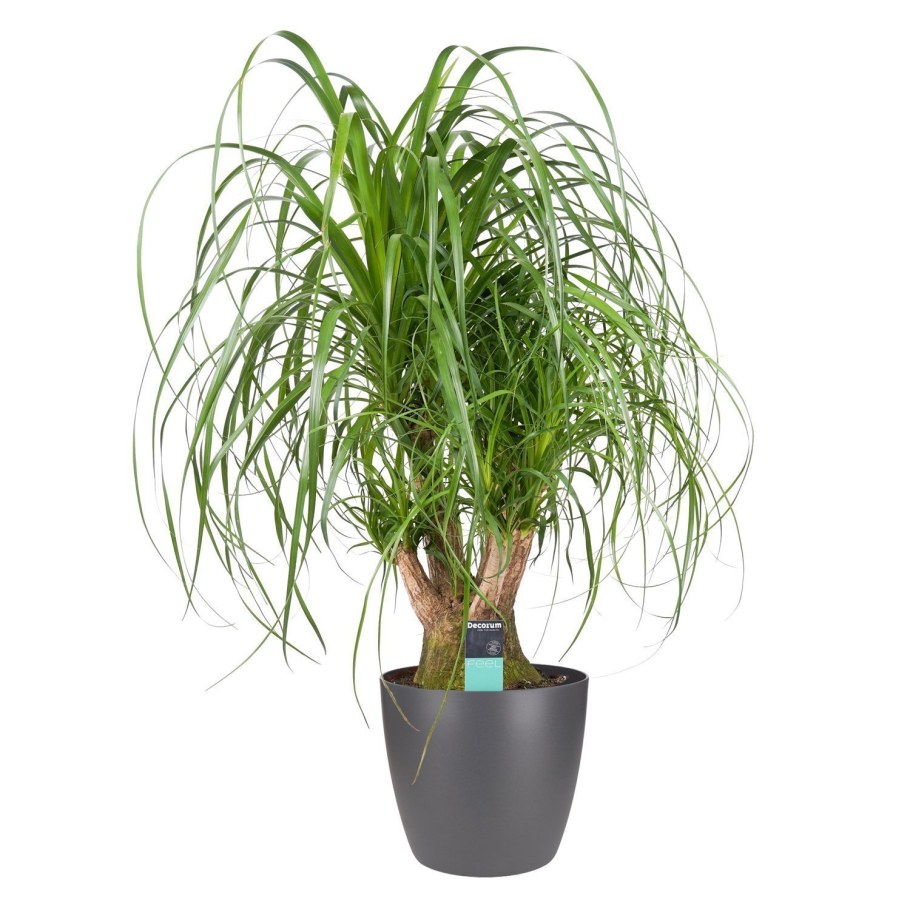 Пальма Нолина Бокарнея