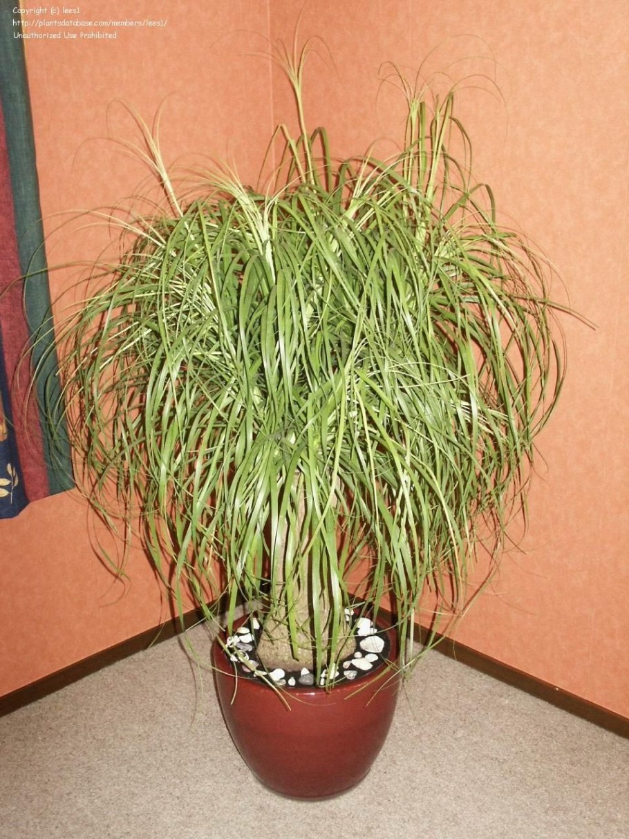 Нолина Бокарнея