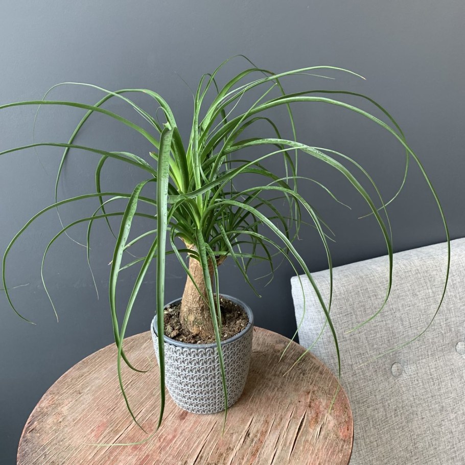 Нолина взрослая