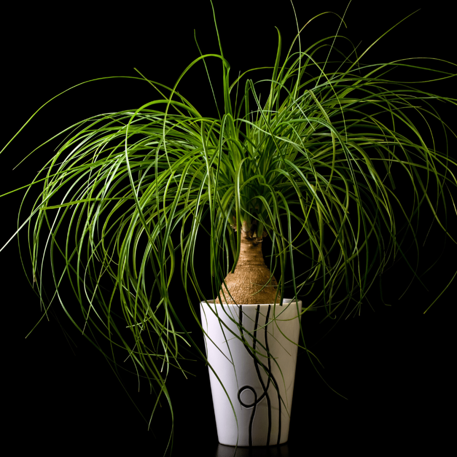 Цветок Нолина Бокарнея Пальма