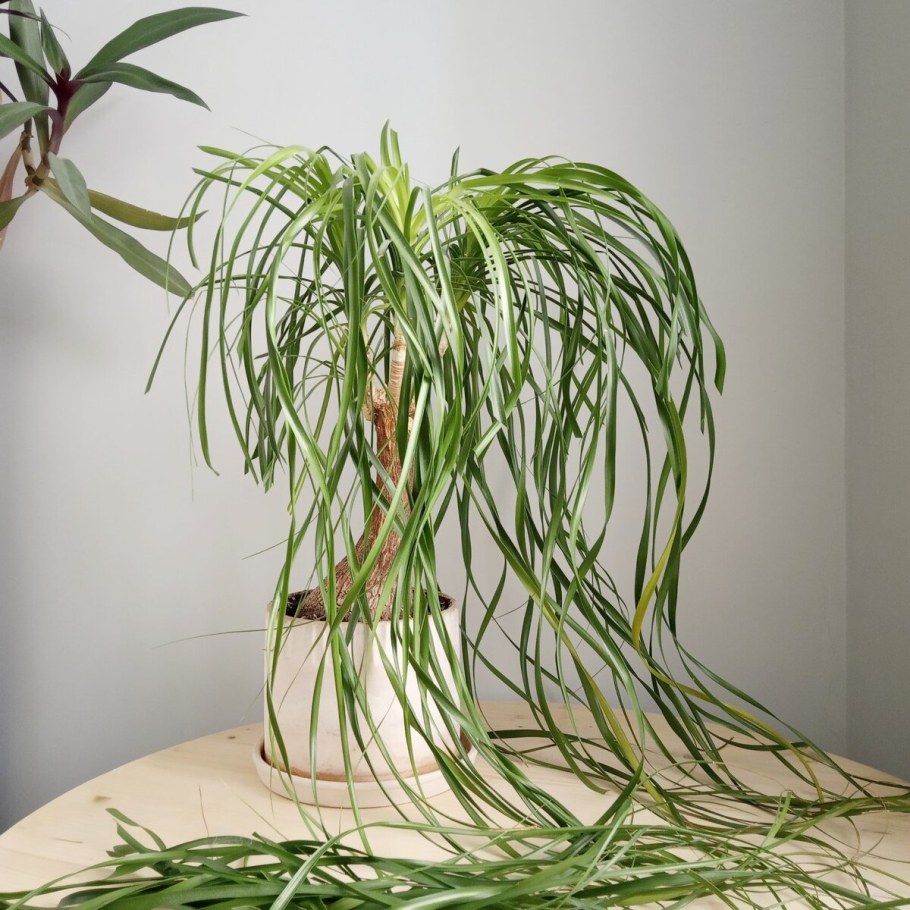 Цветок Нолина Бокарнея