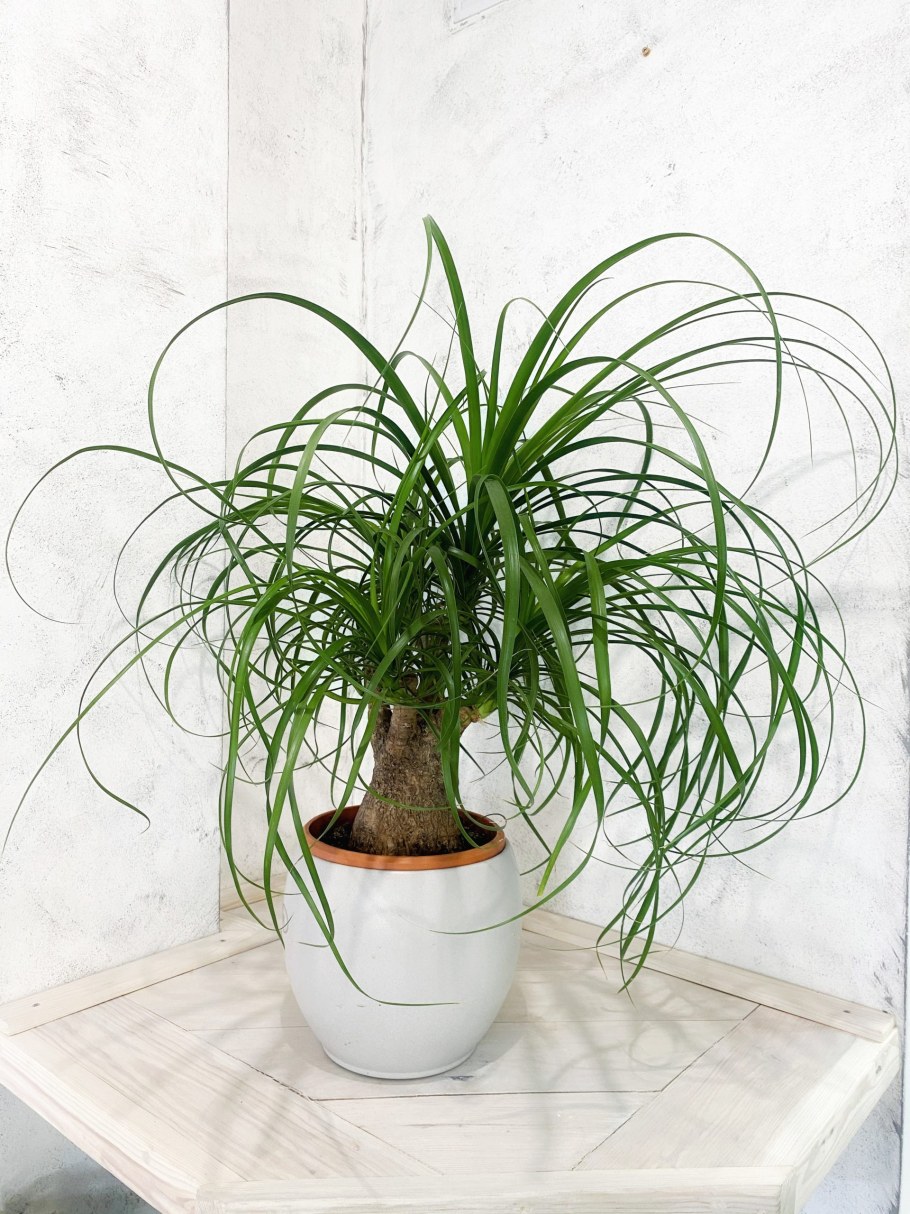 Нолина длиннолистная