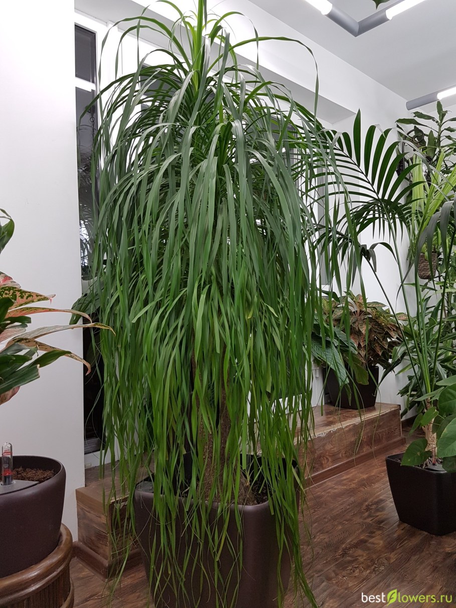 Нолина Бокарнея