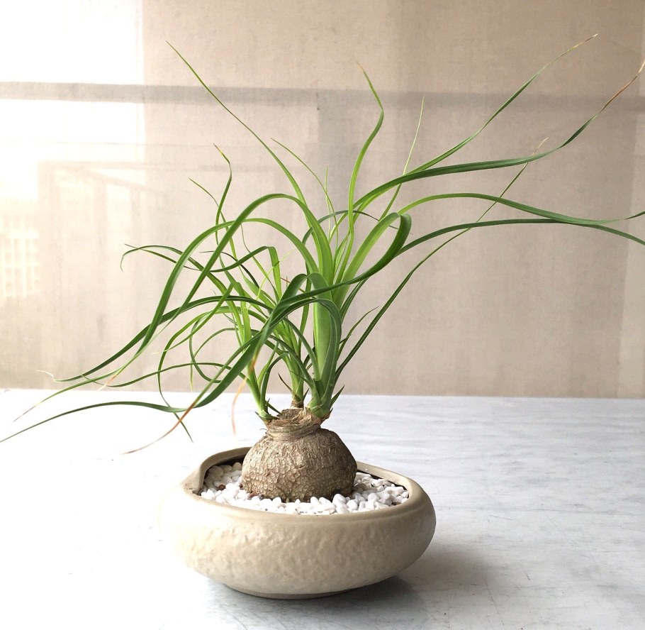 Цветок Нолина Бокарнея