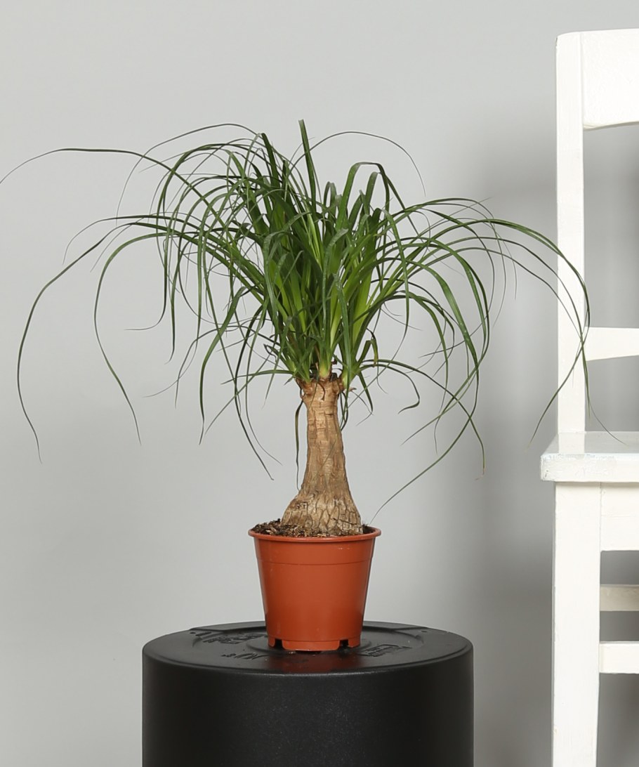 Нолина Бокарнея