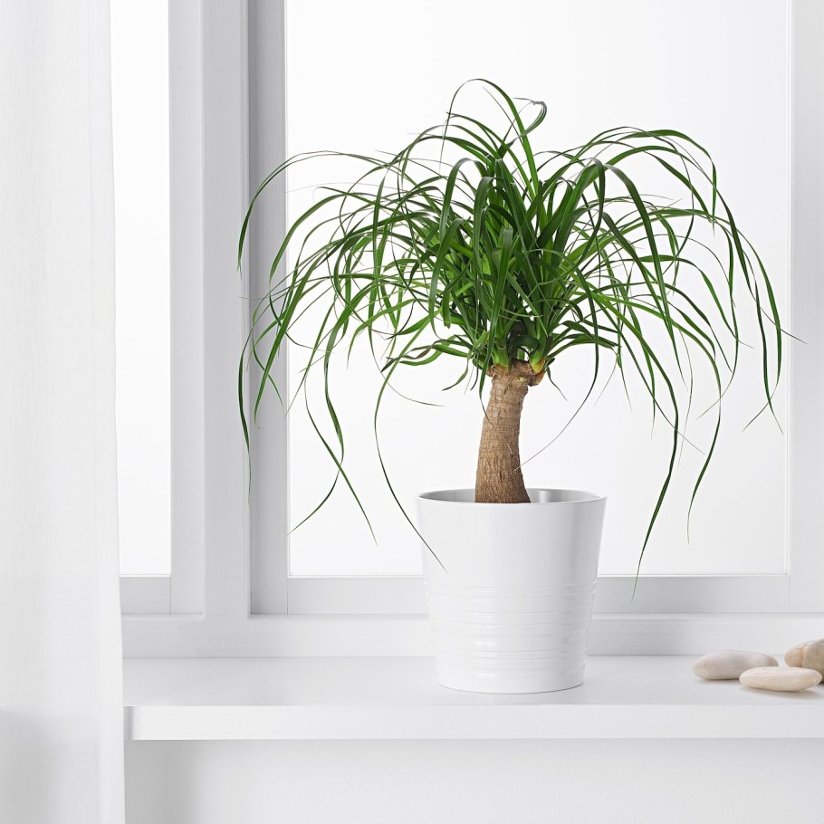 Нолина Бокарнея Рекурвата