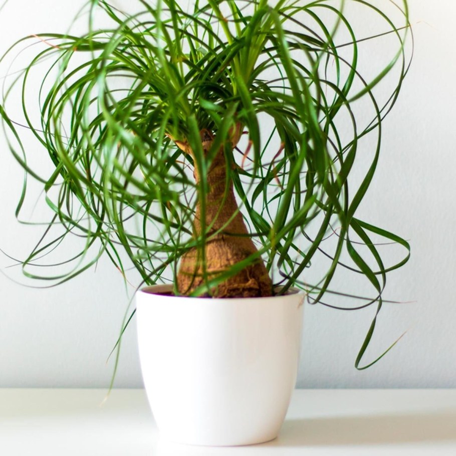 Нолина длиннолистная