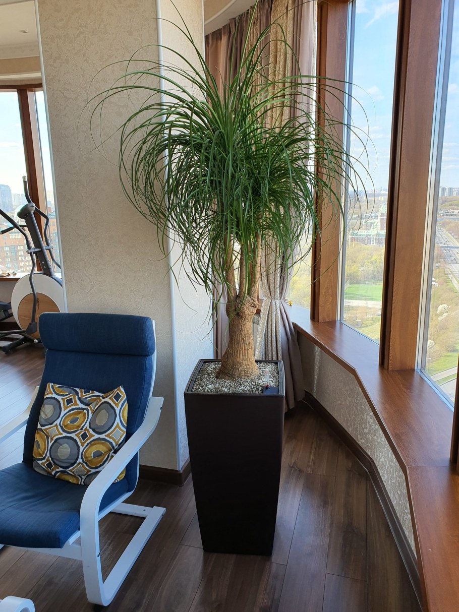 Нолина в горшке