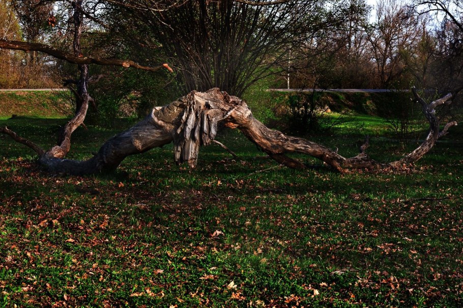 Рутарий в ландшафтном