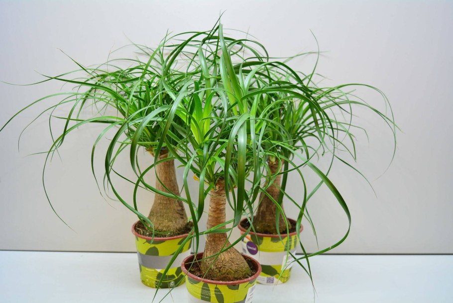 Нолина бутылочное дерево (Бокарнея)