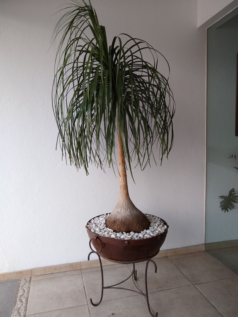 Нолина комнатный цветок