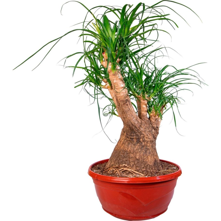 Нолина бутылочное дерево