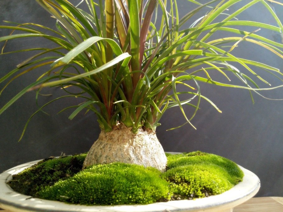 Нолина цветок