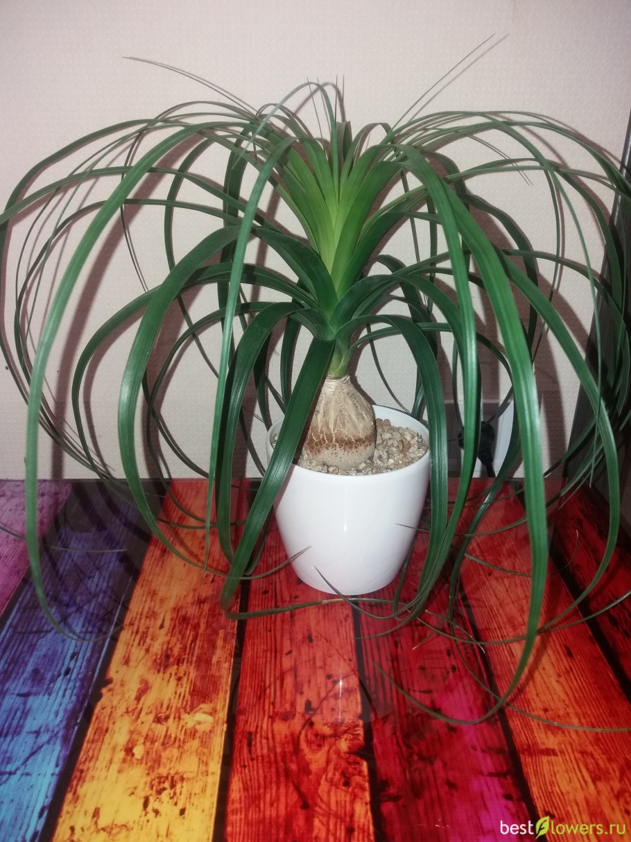 Нолина Бокарнея