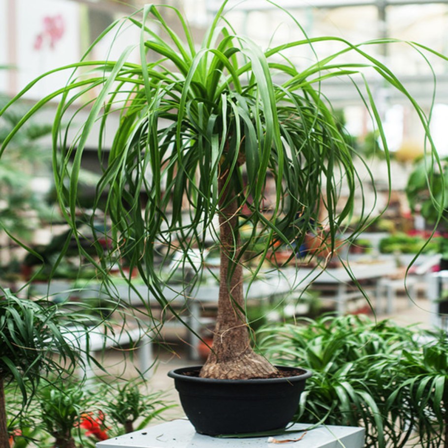 Нолина Бокарнея дома