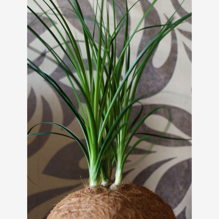 Нолина с суккулентами