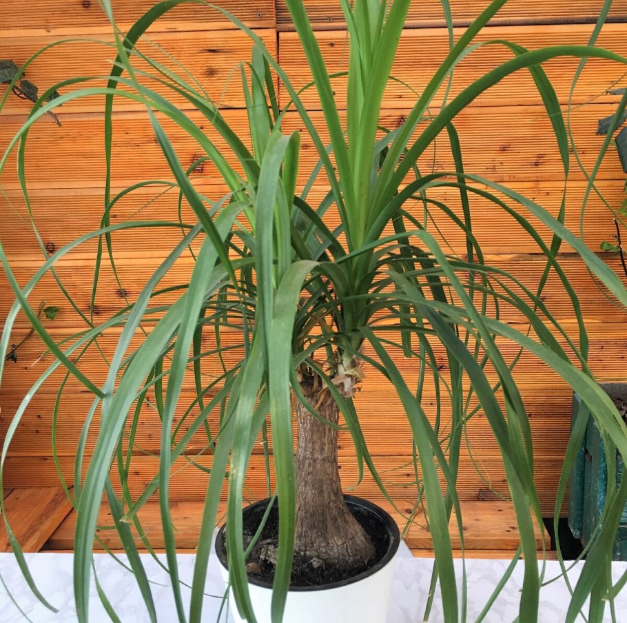 Нолина Бокарнея кудрявая