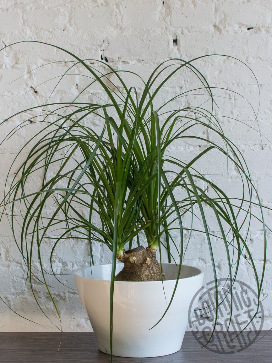 Бокарнея в интерьере