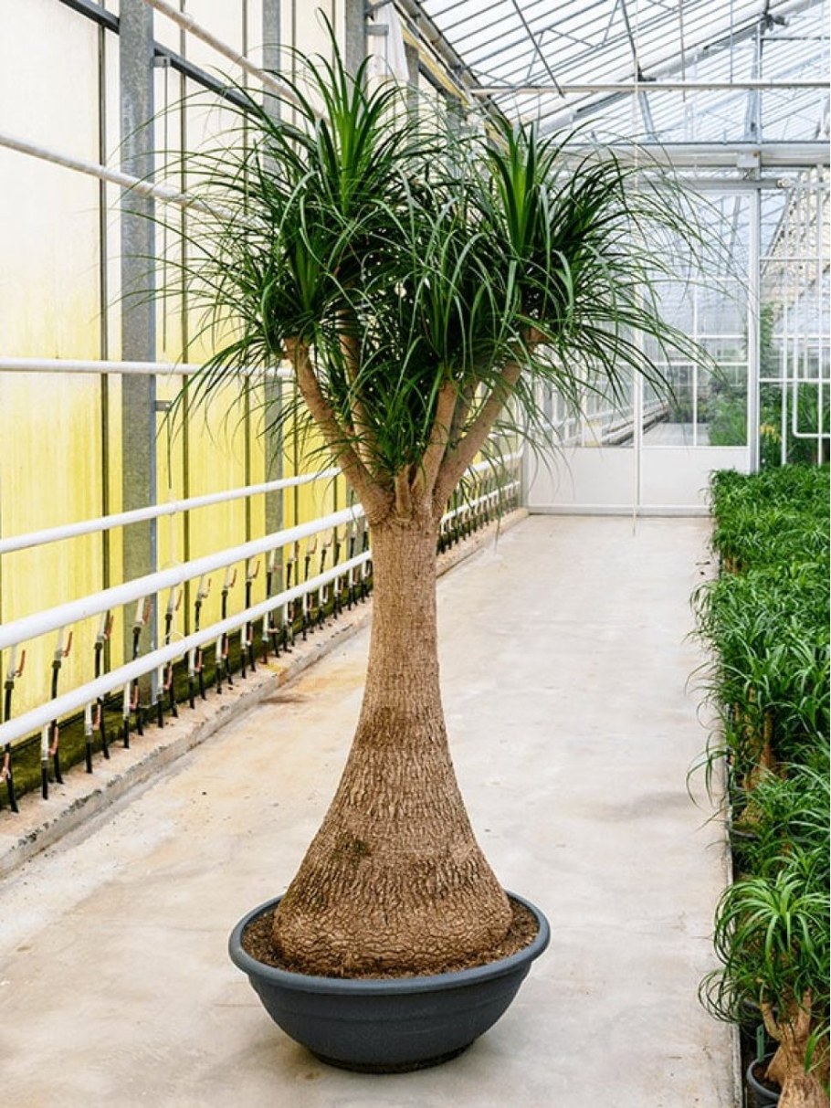 Нолина Бокарнея бранч