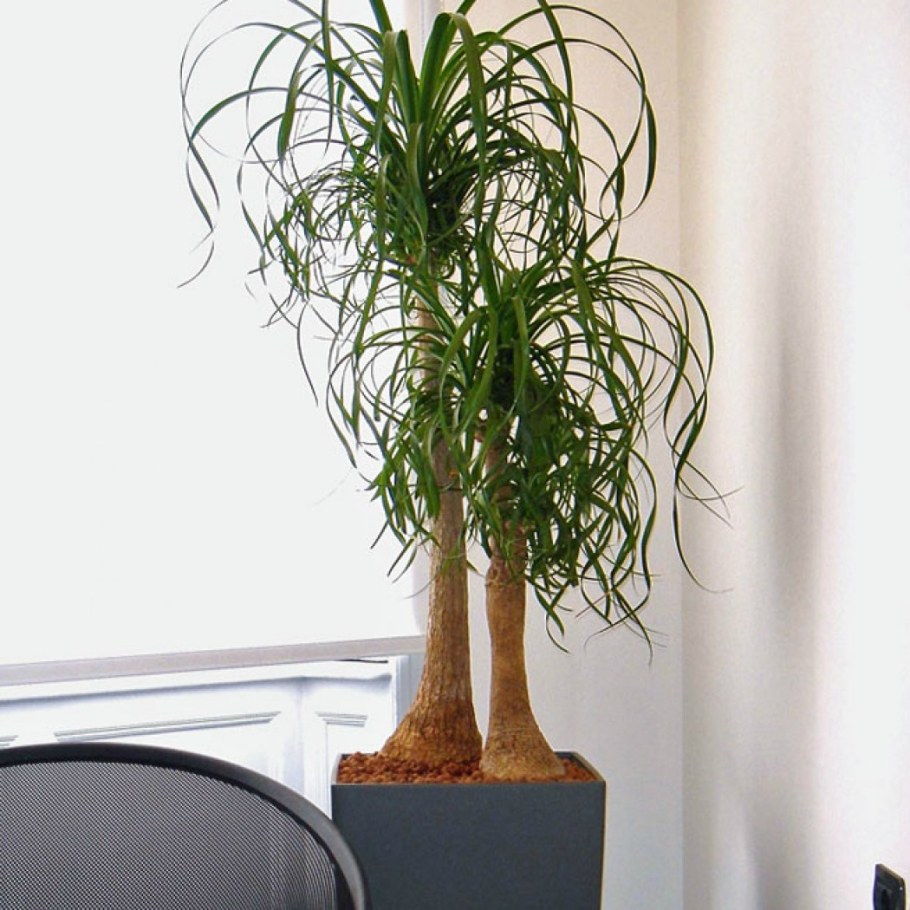 Нолина бутылочное дерево (Бокарнея)