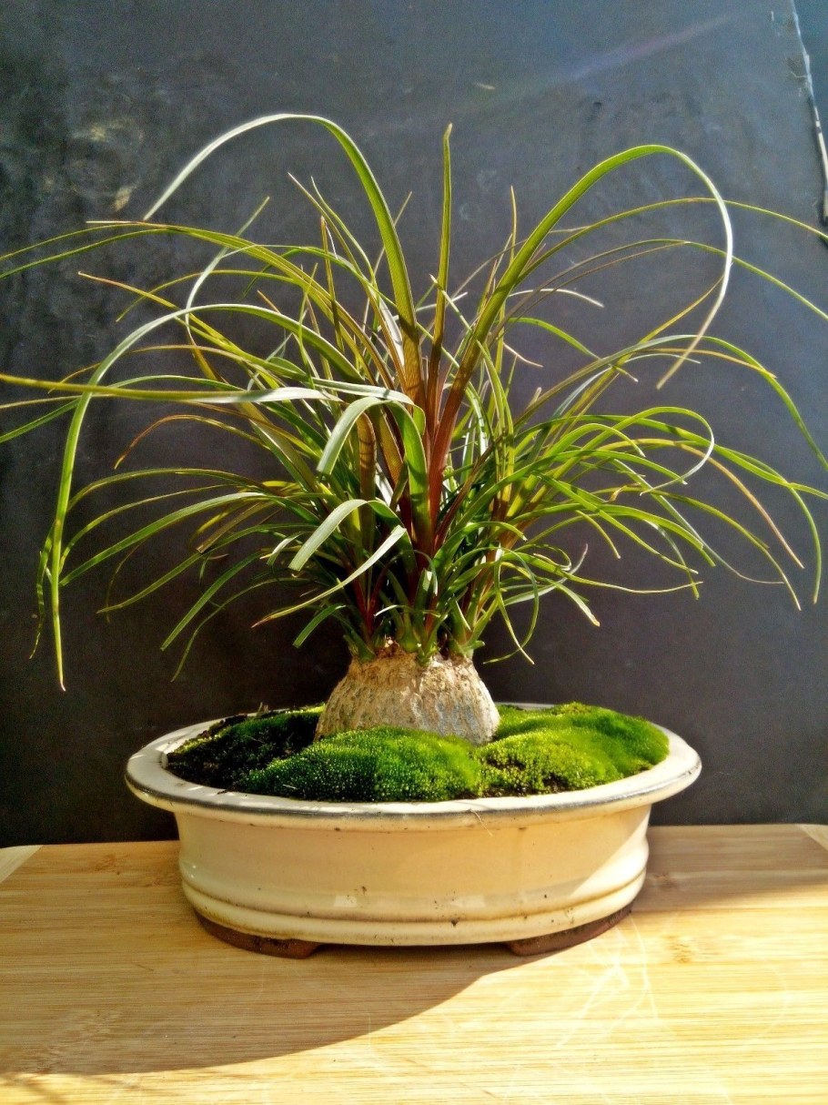 Бокарнея бонсай