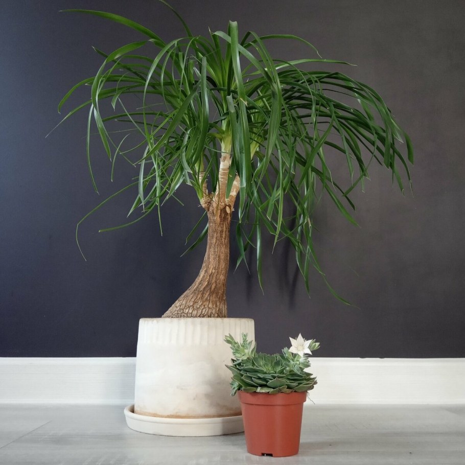 Нолина Бокарнея