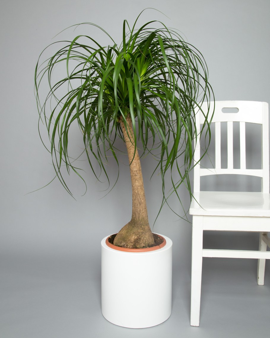 Цветок Нолина Бокарнея