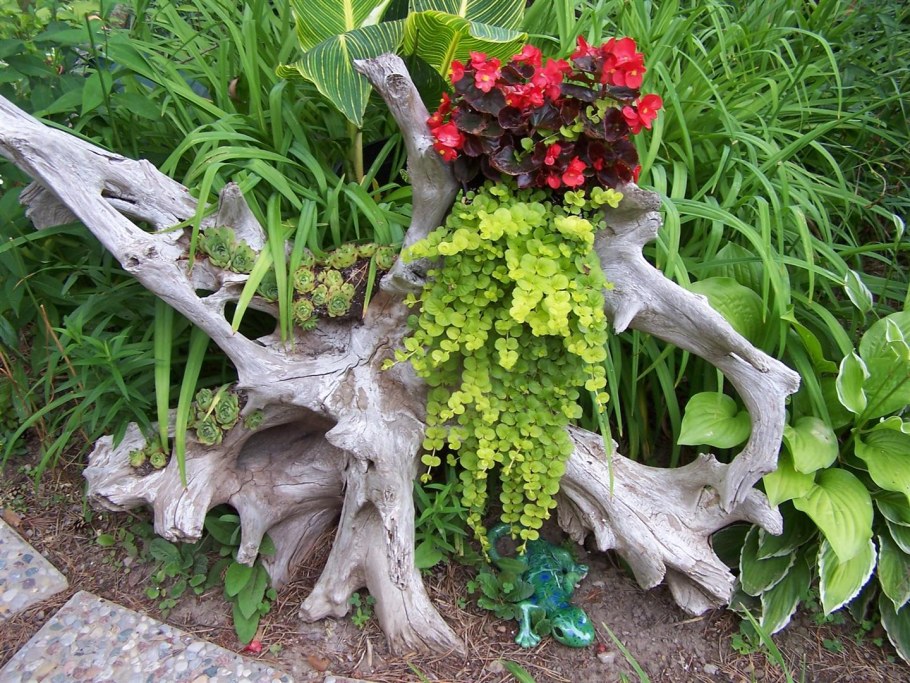 Рутарий с суккулентами