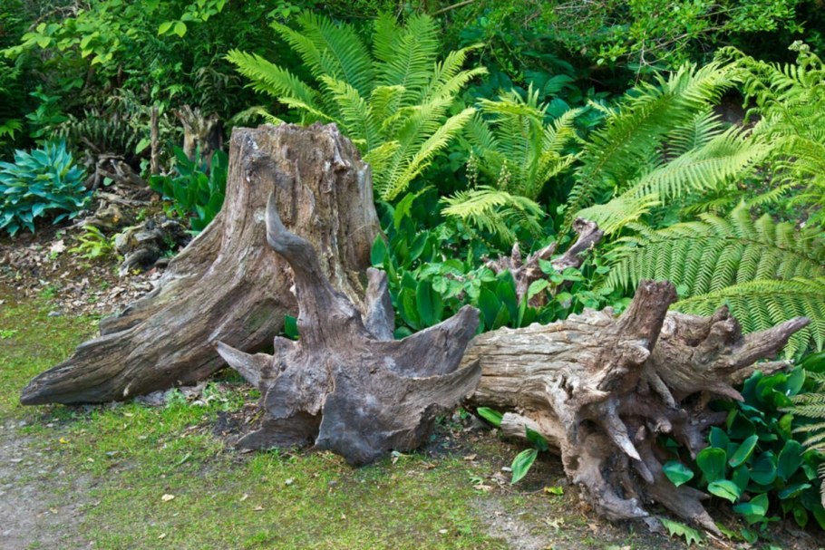 Рутарий в ландшафтном