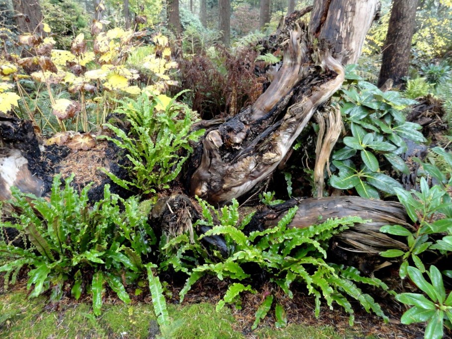 Рутарий в ландшафтном