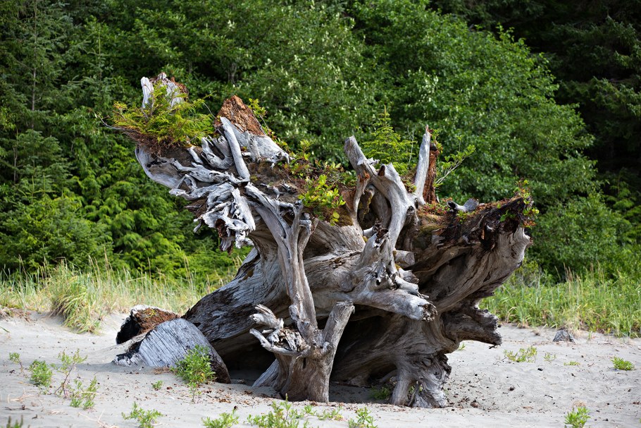 Фитодизайн рутарий