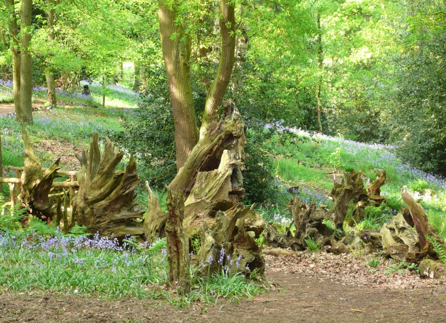 Рутарий с пнями