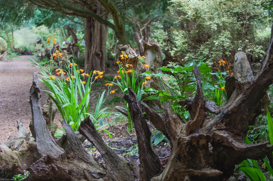 Рутарий туя