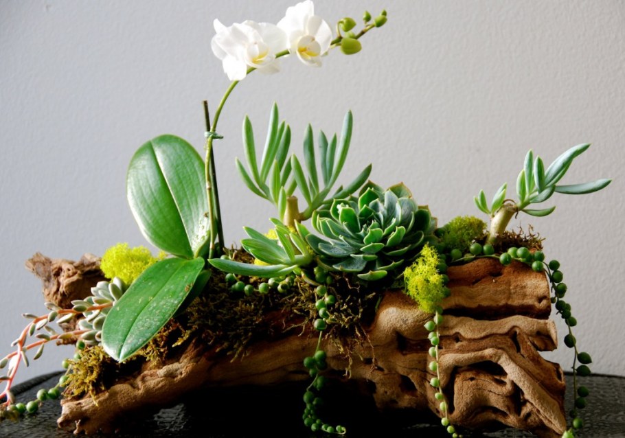 Рутарий с орхидеями