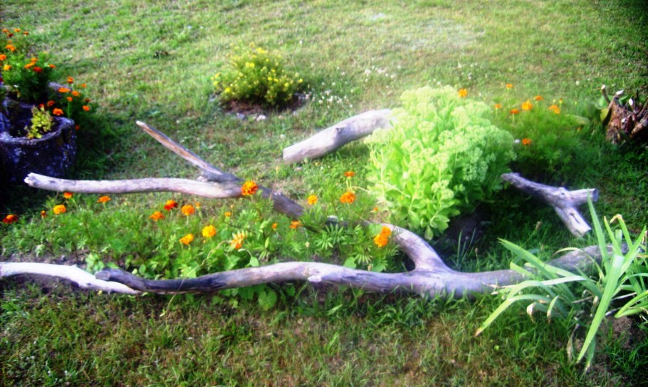 Коряги на клумбе