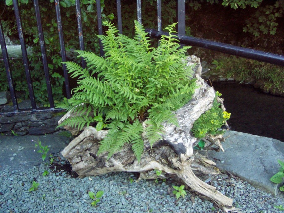 Кочедыжник ниппонский