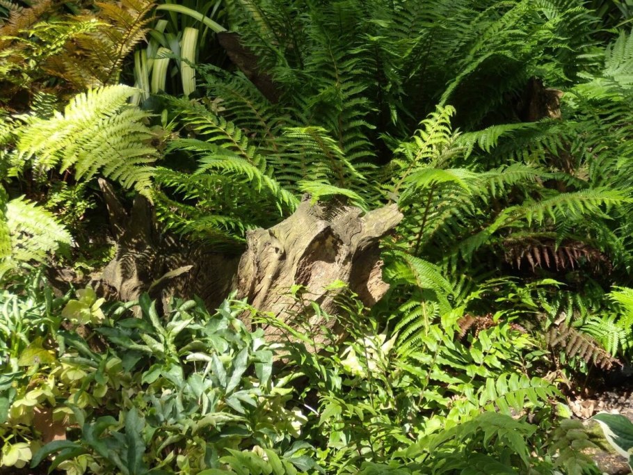 Доисторический папоротник