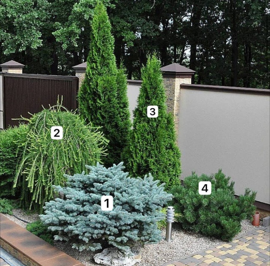 Ель Глаука Глобоза и сосна Горная