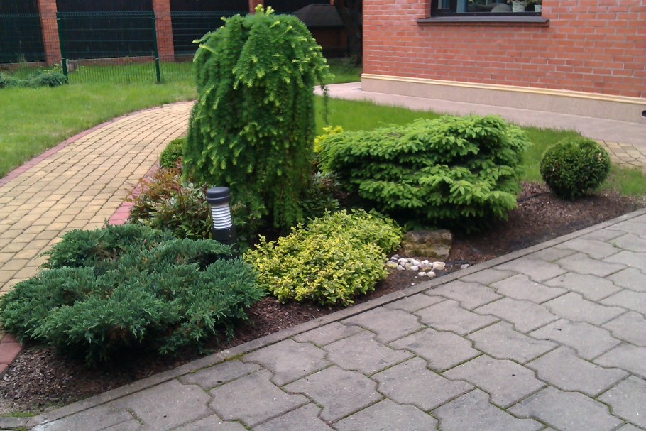 Туя Даника бордюр