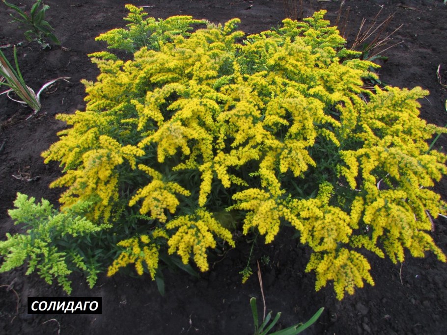 Золотарник гибридный Дзинтра