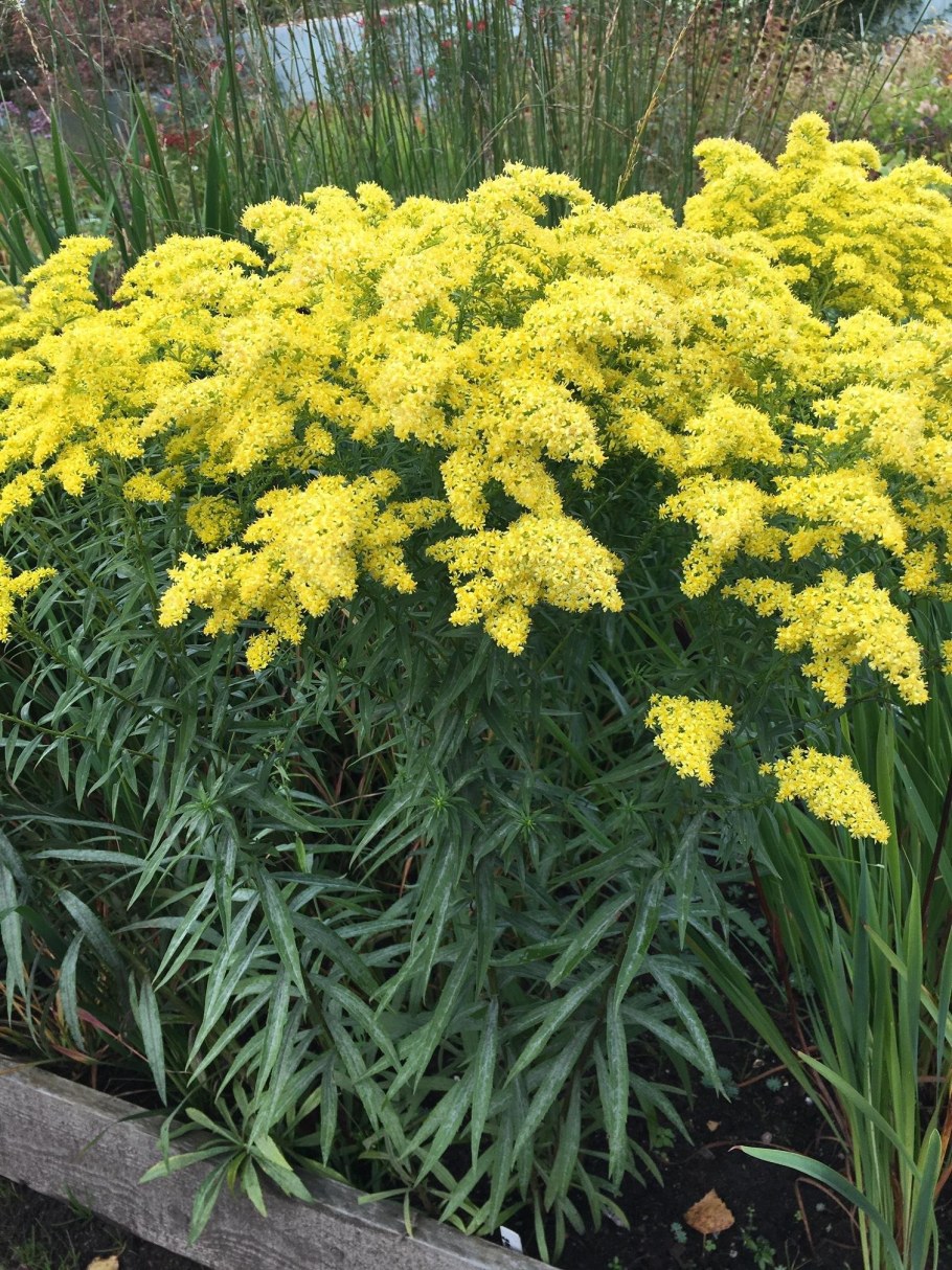 Золотарник Golden Dwarf