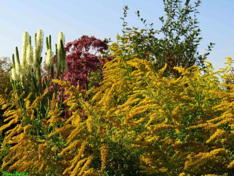 Золотарник на клумбе