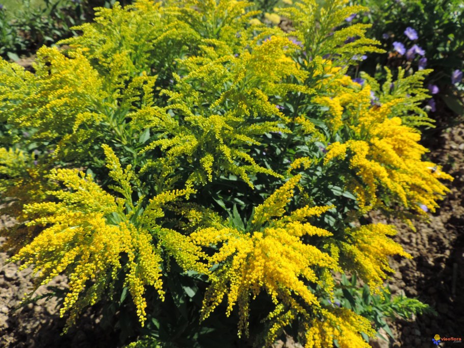 Золотарник (солидаго) "Жозефина"