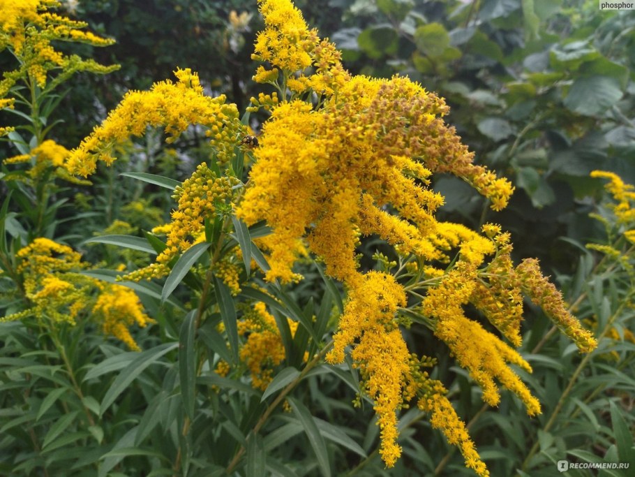 Золотарник Цитронелла