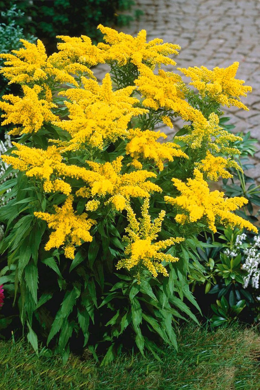 Золотарник солидаго