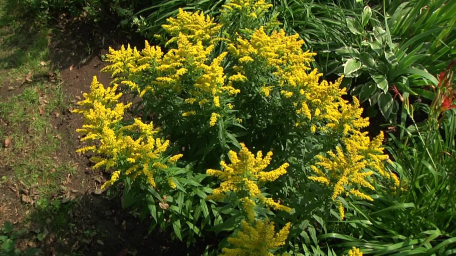 Золотарник канадский Жозефина