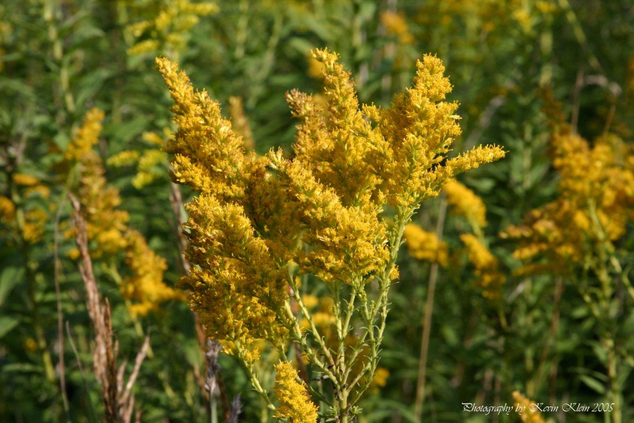 Жозефина цветок золотарник