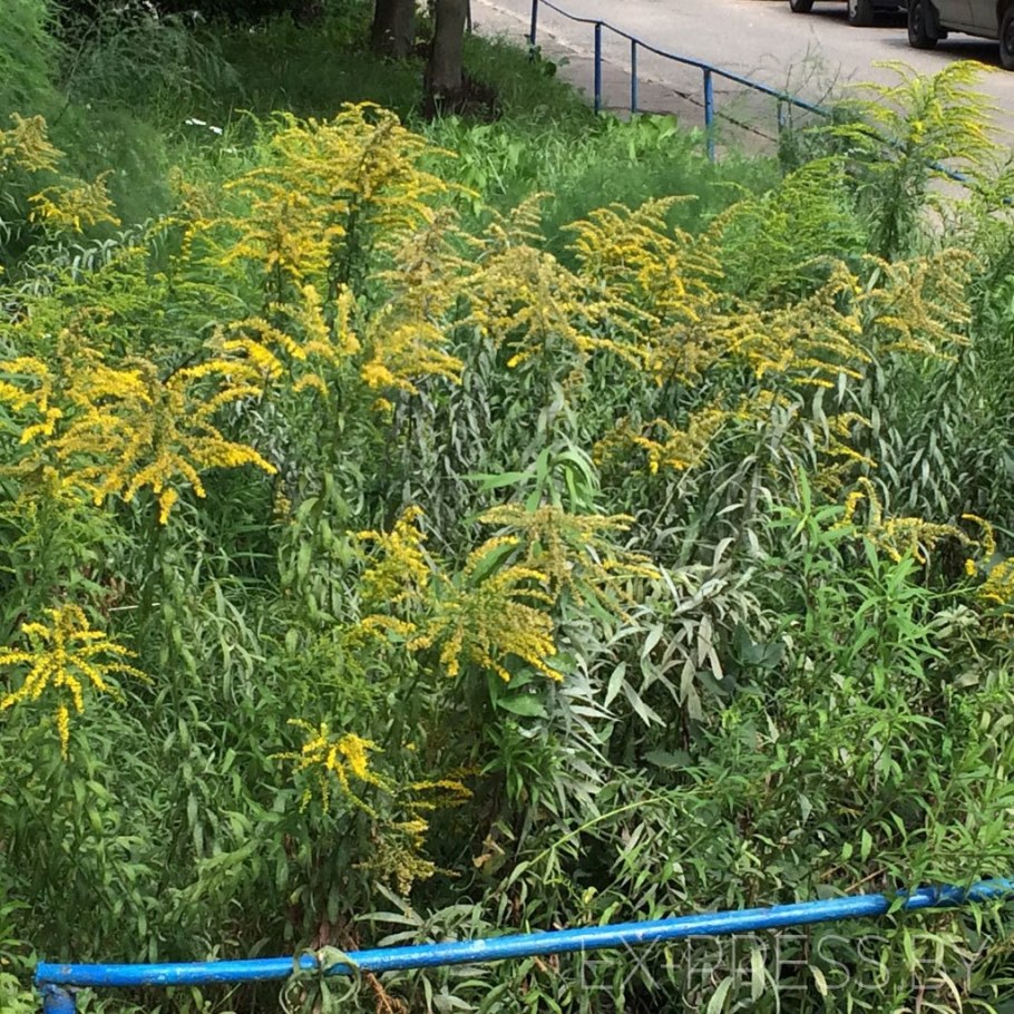 Золотарник гибридный солидаго